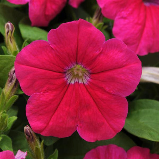 Upright Petunia Seeds Petunia Pretty Flora ™ Pink Petunia 1,000 Pelleted Seeds