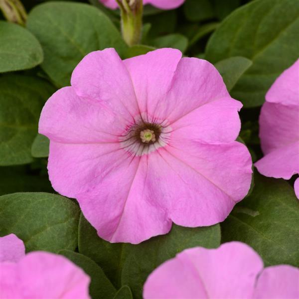 Upright Petunia Seeds Petunia Pretty Flora ™ Pink Pearl Petunia 1,000 Pelleted Seeds