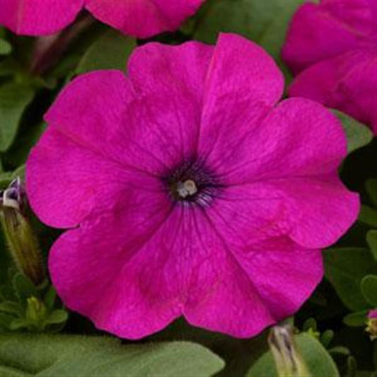 Upright Petunia Seeds Petunia Pretty Flora ™ Purple Petunia 1,000 Pelleted Seeds