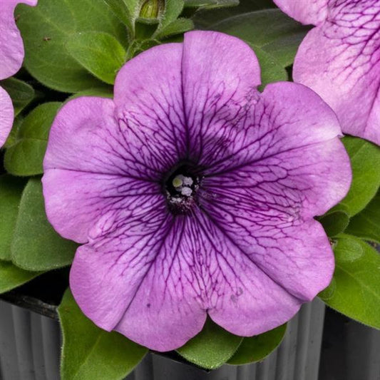 Upright Petunia Seeds Petunia Pretty Flora ™ Purple Vein Shades Petunia 1,000 Pelleted Seeds