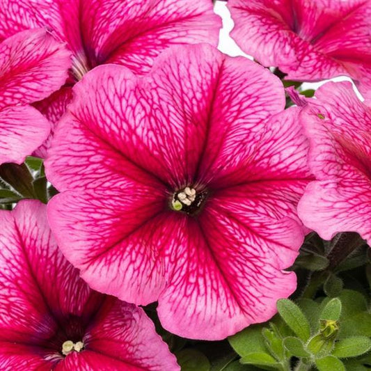 Upright Petunia Seeds Petunia Pretty Flora ™ Raspberry Vein Petunia 1,000 Pelleted Seeds