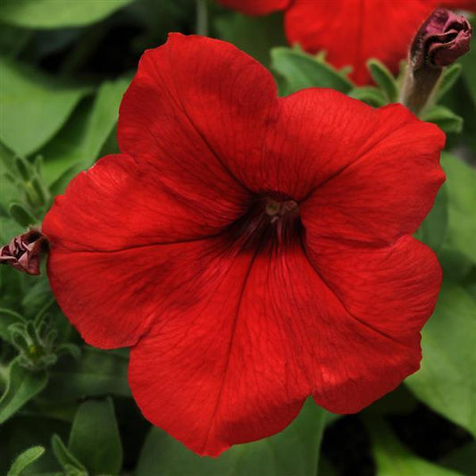 Upright Petunia Seeds Petunia Pretty Flora ™ Red Petunia 1,000 Pelleted Seeds