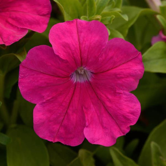 Upright Petunia Seeds Petunia Pretty Flora ™ Rose Petunia 1,000 Pelleted Seeds