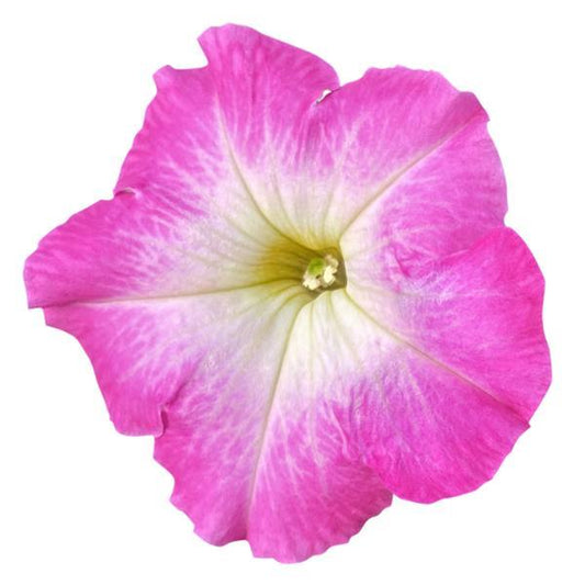 Upright Petunia Seeds Petunia Pretty Flora ™ Rose Morn Petunia 1,000 Pelleted Seeds