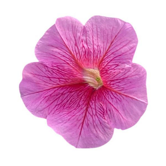 Upright Petunia Seeds Petunia Pretty Flora ™ Rose Vein Petunia 1,000 Pelleted Seeds