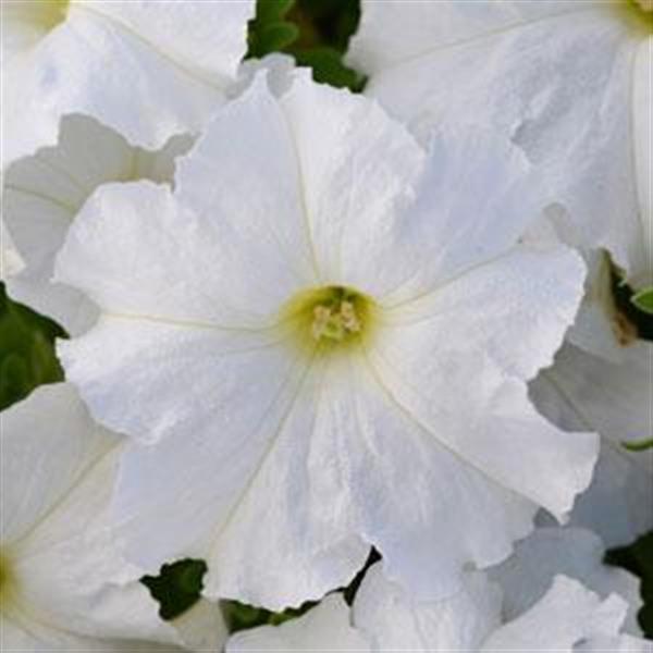 Upright Petunia Seeds Petunia Pretty Flora ™ White Petunia 1,000 Pelleted Seeds