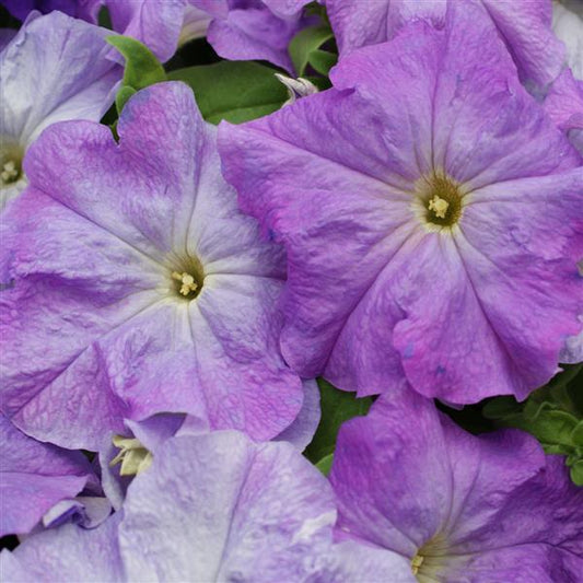 Upright Petunia Seeds Petunia Pretty Grand™ Blue Sky Petunia 1,000 Pelleted Seeds