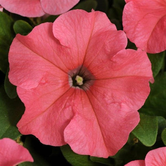 Upright Petunia Seeds Petunia Pretty Grand™ Coral Petunia 1,000 Pelleted Seeds