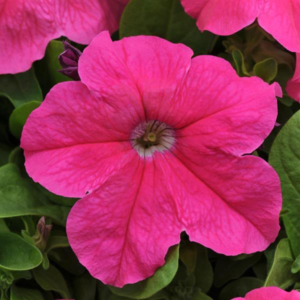 Upright Petunia Seeds Petunia Pretty Grand™ Deep Pink Petunia 1,000 Pelleted Seeds