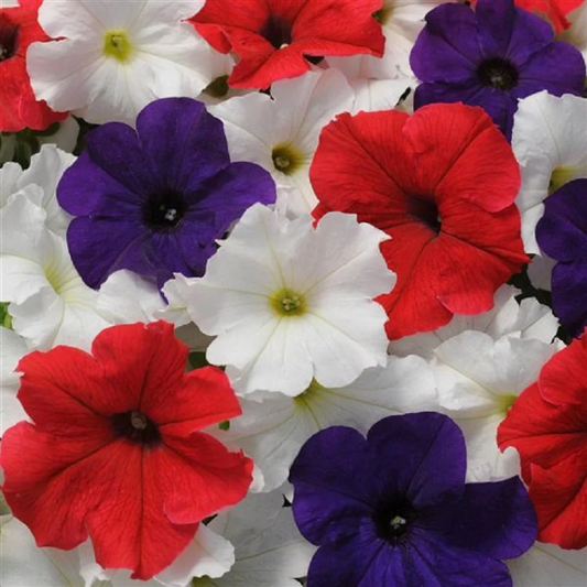 Upright Petunia Seeds Petunia Pretty Grand™ Flag Mix Petunia 1,000 Pelleted Seeds