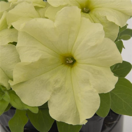 Upright Petunia Seeds Petunia Pretty Grand™ Mellow Yellow Petunia 1,000 Pelleted Seeds