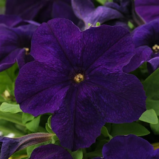 Upright Petunia Seeds Petunia Pretty Grand™ Midnight Petunia 1,000 Pelleted Seeds