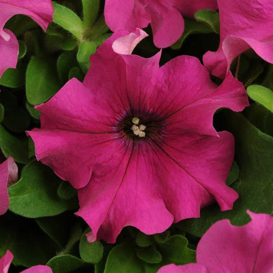 Upright Petunia Seeds Petunia Pretty Grand™ Purple Petunia 1,000 Pelleted Seeds