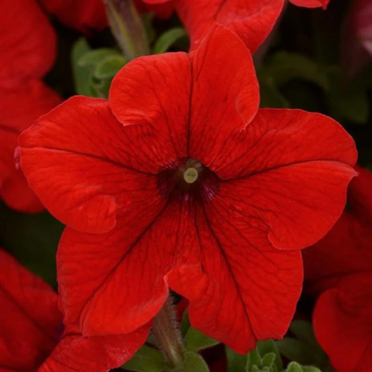 Upright Petunia Seeds Petunia Pretty Grand™ Red Petunia 1,000 Pelleted Seeds