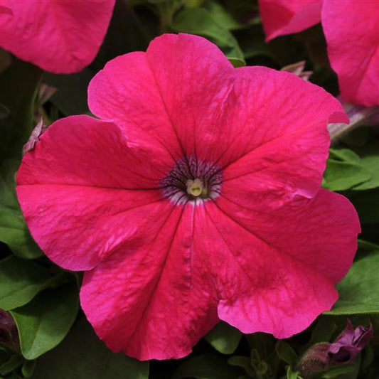 Upright Petunia Seeds Petunia Pretty Grand™ Rose Petunia 1,000 Pelleted Seeds