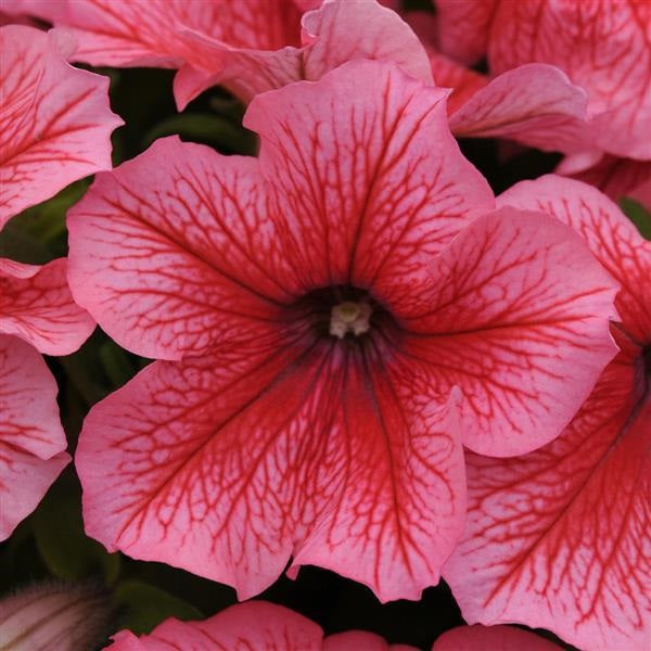 Upright Petunia Seeds Petunia Pretty Grand™ Summer Petunia 1,000 Pelleted Seeds