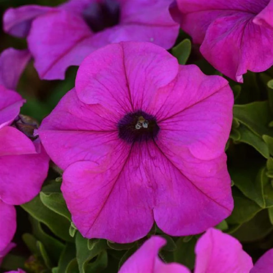 Upright Petunia Seeds Petunia Pretty Grand™ Violet Petunia 1,000 Pelleted Seeds