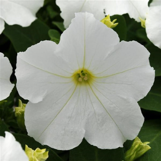 Upright Petunia Seeds Petunia Pretty Grand™ White Petunia 1,000 Pelleted Seeds