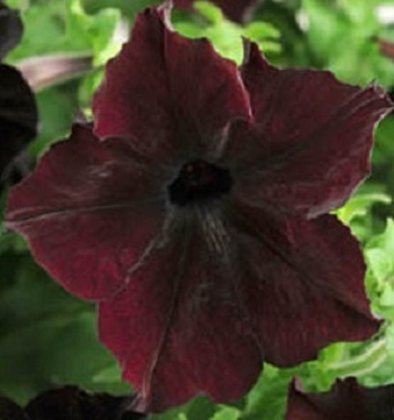 Upright Petunia Seede Sophistica® Blackberry Pelleted Petunia Seeds