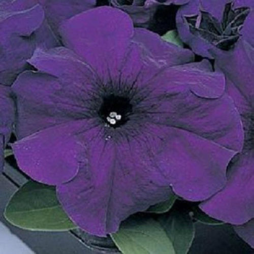 Upright Petunia Seeds Supercascade Blue Petunia 1,000 Pelleted Seeds