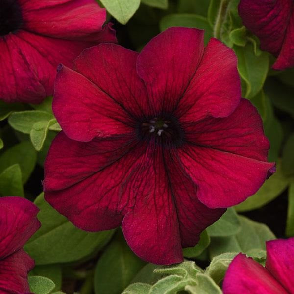 Upright Petunia Seeds Supercascade Burgundy Petunia 1,000 Pelleted Seeds