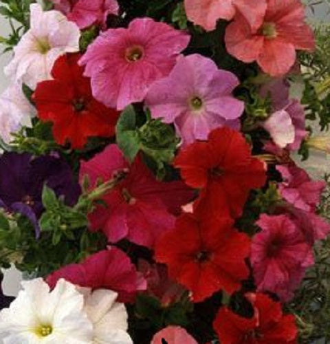 Upright Petunia Seeds Supercascade Mix Petunia 1,000 Pelleted Seeds