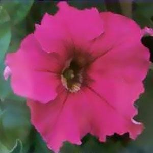 Upright Petunia Seeds Supercascade Pink Petunia 1,000 Pelleted Seeds