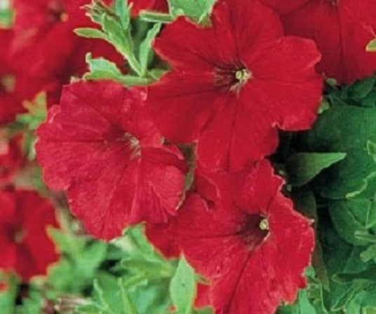 Upright Petunia Seeds Supercascade Red Petunia 1,000 Pelleted Seeds