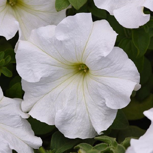 Upright Petunia Seeds Supercascade White Petunia 1,000 Pelleted Seeds