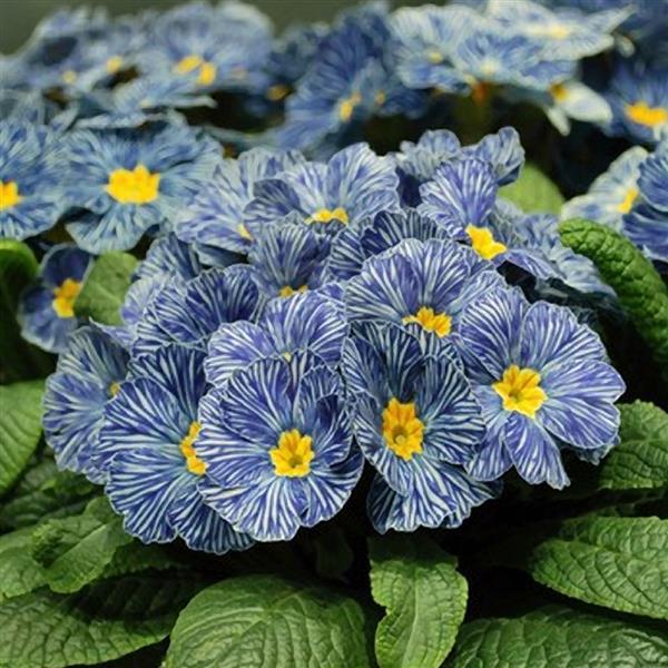 Primula Seeds Blue Zebra Primrose Seeds