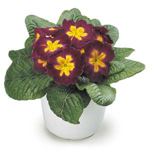 Primula Seeds Primula Danova Burgundy Bicolor Primrose Seeds