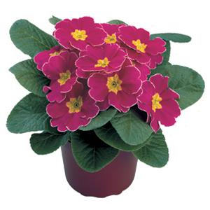 Primula Seeds Primula Danova Cherry Edge Primrose Seeds