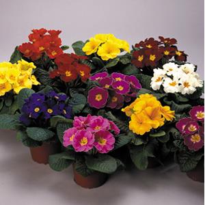 Primula Seeds Primula Danova Growers Select Mix Primrose Seeds