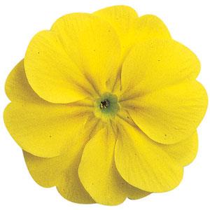 Primula Seeds Primula Danova Lemon Yellow Primrose Seeds