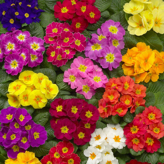 Primula Seeds Primula Danova Mix Primrose Seeds