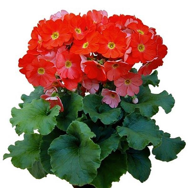 Primula Seeds Primula Original Dark Orange Primrose Seeds