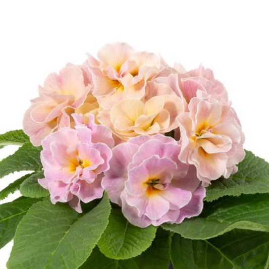 Primula Seeds Primula Paradiso Double Champagne Primrose Seeds