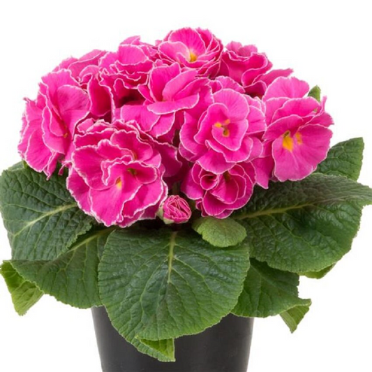 Primula Seeds Primula Paradiso Double Light Rose Primrose Seeds