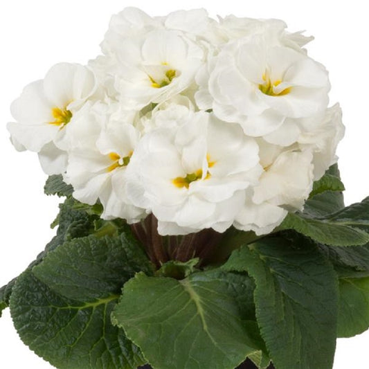 Primula Seeds Primula Paradiso Double White Primrose Seeds