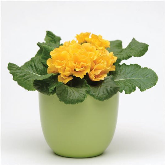 Primula Seeds Primula Primlet® Golden Shades Primrose Seeds