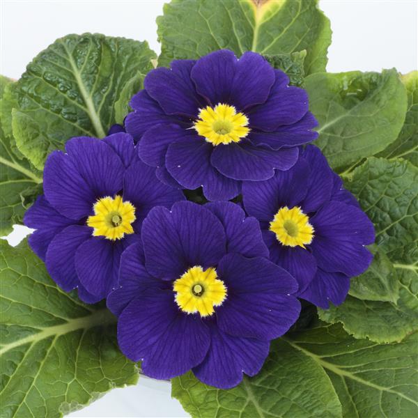 Primula Seeds Primula Princessa Blue Primrose Seeds