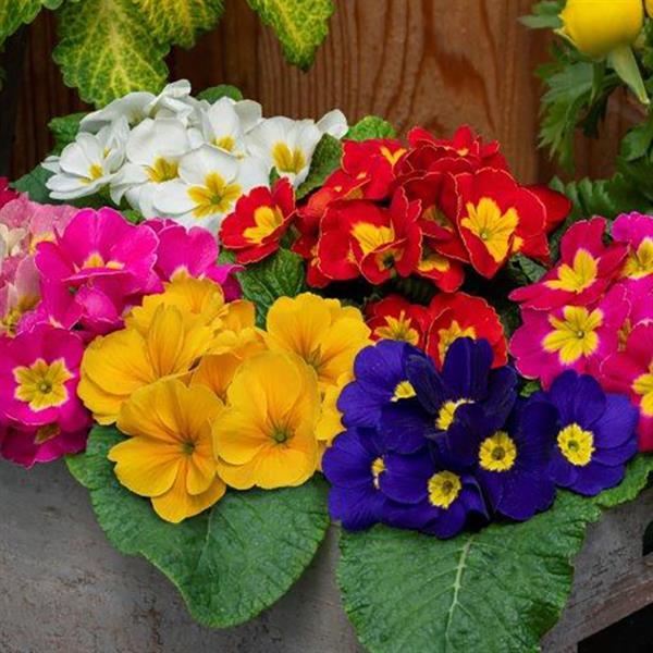 Primula Seeds Primula Princessa Mix Primrose Seeds