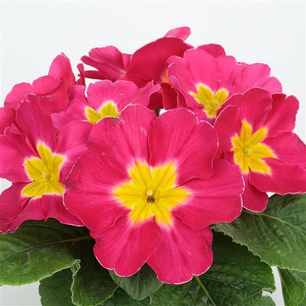 Primula Seeds Primula Princessa Rose Primrose Seeds