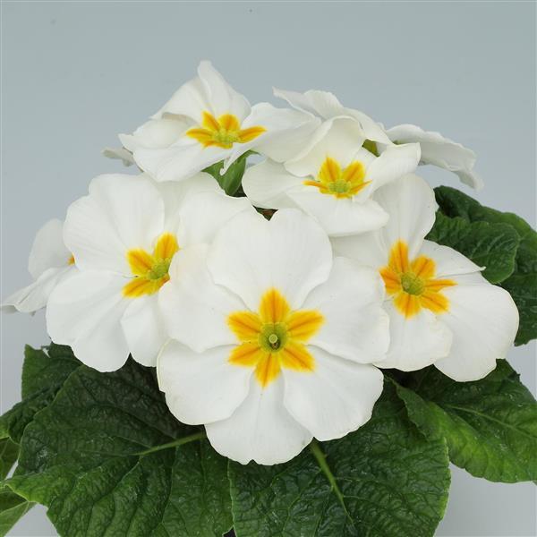 Primula Seeds Primula Princessa White Primrose Seeds