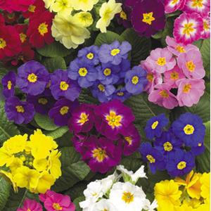 Primula Seeds Primula Supernova Mix 1,000 Primrose Seeds