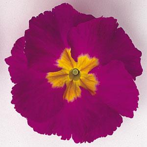 Primula Seeds Primula Supernova Purple Bicolor 1,000 Primrose Seeds