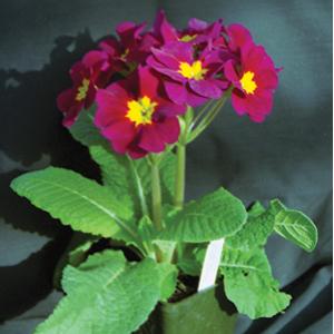 Primula Seeds Primula Supernova Red 1,000 Primrose Seeds