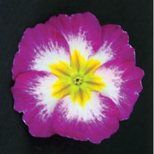 Primula Seeds Primula Supernova Rose Bicolor 1,000 Primrose Seeds