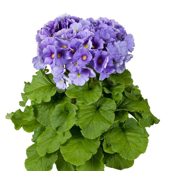 Primula Seeds Primula Touch Me Large Blue 1,000 Primrose Seeds