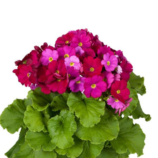 Primula Seeds Primula Touch Me Large Magenta 1,000 Primrose Seeds